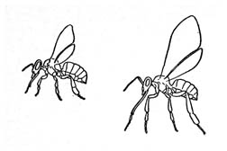 Схема тела пчёл северного и южного типа