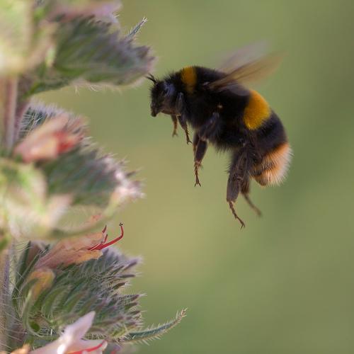 Шмели, или земляные пчёлы (Bombus)