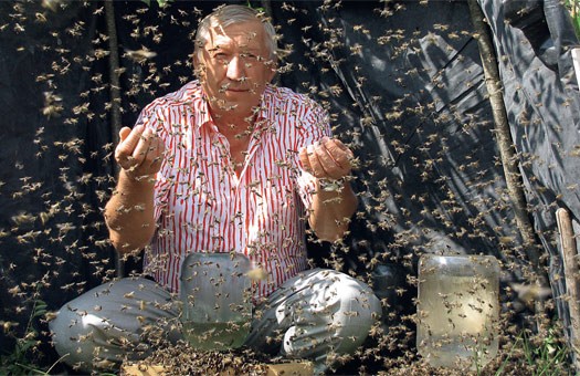 Мёдом и жалом: репортаж из пчелиного санатория