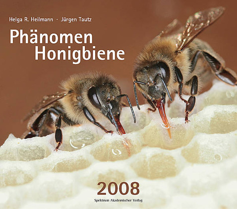 Побочный продукт научной группы Тауца – различные издания с великолепными фотографиями пчёл, такие как этот настенный календарь за 2008 год (фото BEEgroup).