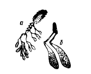 Пыльца ваточника, при­крепленная к ножке пче­лы (б — при значительном увеличении).