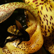 Самцы орхидейных пчёл извлекают многократную выгоду сотрудничества с цветками. 