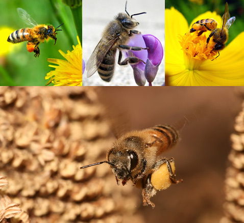 Пчёл можно найти на всех континентах, кроме Антарктики. Продуманная социальная организация этих существ – один из ключей к приспособляемости (фотографии Endangered Bees, Muhammad Mahdi Karim).