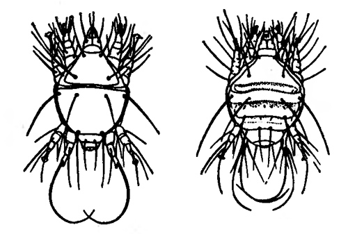Возбудитель акарапидоза клещ акарапис. Слева — самец, справа — самка, показанные со спинной стороны.