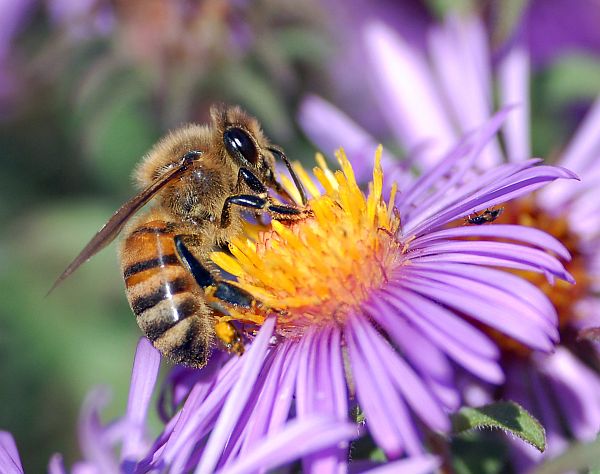 Европейская медоносная пчела за работой (фото John Severns / Wikimedia).