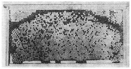 Рамка с  
печатным трутнёвым и пчелиным расплодом