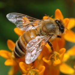 Медоносные пчёлы помогли найти эгоистичный ген