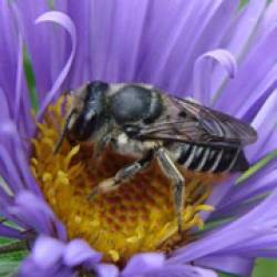Пчёлы превзошли по числу видов млекопитающих и птиц