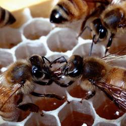 Вымирание пчёл чревато полным упадком сельского хозяйства и голодом