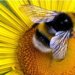 Пчелы переселяються в мегаполисы