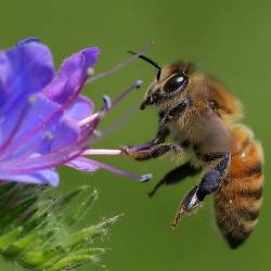 Создан автопилот, оценивающий авиагоризонт по-пчелиному