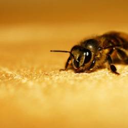 Пчелы страдают от недосыпа не меньше людей