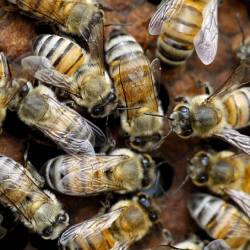 ООН обеспокоена вымиранием пчёл