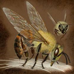 Сонные пчёлы плохо танцуют