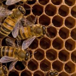 Пчелы запирают соты для защиты от пестицидов