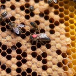 Почему пчёлы-царицы такие большие