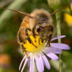 Бывает ли у пчёл депрессия?