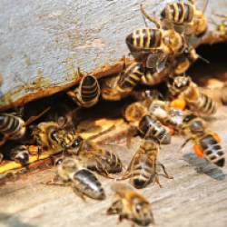 Мушка-паразит оказалась виновной в массовой гибели пчел