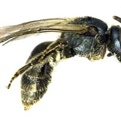 Новый вид пчел обнаружен в Торонто