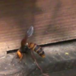 Европейские пчелы сплотились против японского шершня