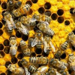 Как ведут себя пчелы под воздействием наркотика