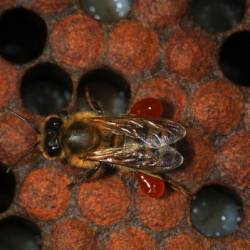 Пчёлы производят прополис для противогрибковой защиты