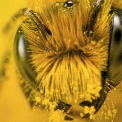 Интересные факты из жизни пчёл