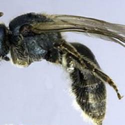 Открыт новый вид 'потных пчел'