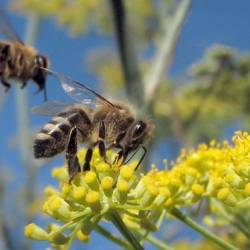 Медоносные пчёлы обладают системой навигации, могут опознавать ландшафты и простые символы