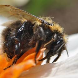 Чтобы не упасть с цветка, пчёлы и шмели садятся на липучие лепестки