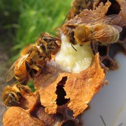 Как заставить рабочих пчёл продуцировать 'усовершенствованную версию' маточного молочка