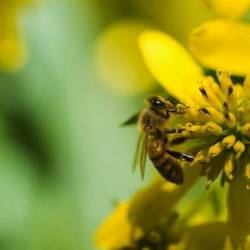 Поведением пчёл управляют эпигенетические механизмы