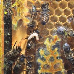 Пчёлы используют парализующий укус чтобы избавиться от паразитов