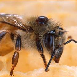 Французские пчёлы дают цветной мёд