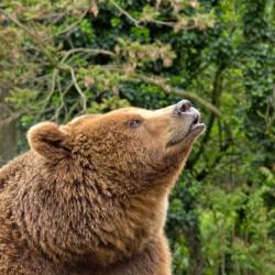Медведь разоряет ульи в Вайвараской волости