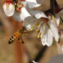 Медоносные пчёлы работают лучше в окружении пчёл других видов