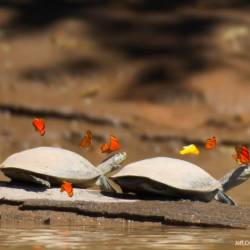 Пчелы бассейна реки Амазонки утоляют жажду слезами местных черепах