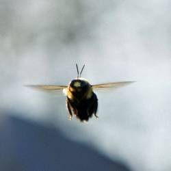 Пчёлы способны анализировать и оценивать уровень своих знаний