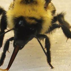 Болезни пчел могут уничтожить большинство шмелей на Земле