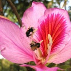 Пчелы шепчут своим собратьям, чтобы их не подслушали конкуренты