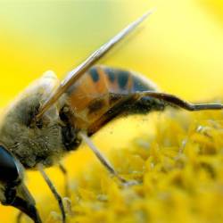 800 тысяч пчел до смерти закусали садовника