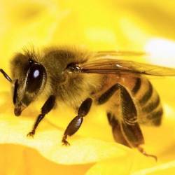 Пчёлы привыкают к пестицидам