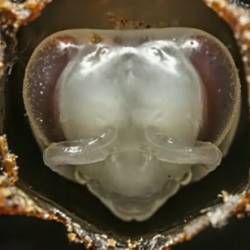 Как рождается медоносная пчела