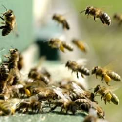 Пчелы предотвратили кражу ульев у британца