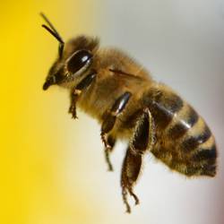 Пчела стала причиной внеплановой посадки самолета в Англии