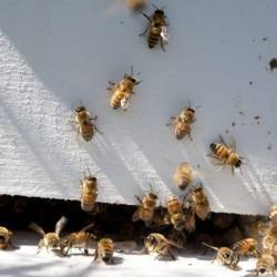 Житель Аризоны выжил после укусов тысячи пчел