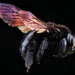 Портреты пчел в макрофотографиях Сэма Дроеджа