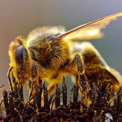 Вырвавшиеся на свободу пчелы-убийцы захватывают США