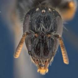 Ученые открыли четыре новых вида пчел