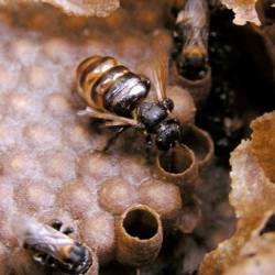 Бразильские пчёлы подкармливают своих личинок грибком